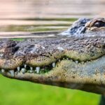 Buaya Muncul di Permukiman? Pakar IPB Ungkap Penyebabnya Hari Ini