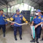 Dua Kobra Ditemukan di Bank Sampah Banyuwangi: Warga Panik!