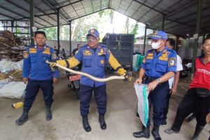 Dua Kobra Ditemukan di Bank Sampah Banyuwangi: Warga Panik!