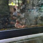 Kodok Merah Bogor: Spesies Langka Terancam Punah, Temukan Rahasianya!