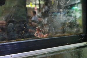 Kodok Merah Bogor: Spesies Langka Terancam Punah, Temukan Rahasianya!