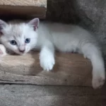 Kucing Tak Mau Makan? Atasi Sekarang Juga Dengan Tips Ini