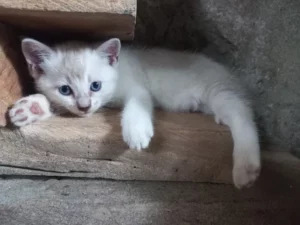 Kucing Tak Mau Makan? Atasi Sekarang Juga Dengan Tips Ini