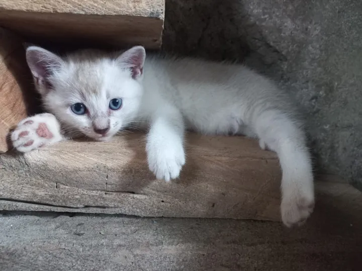 Kucing Tak Mau Makan? Atasi Sekarang Juga Dengan Tips Ini