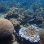 Petualangan Eksplorasi Pulau Panjang Sumbawa: Panduan Lengkap dari Lombok