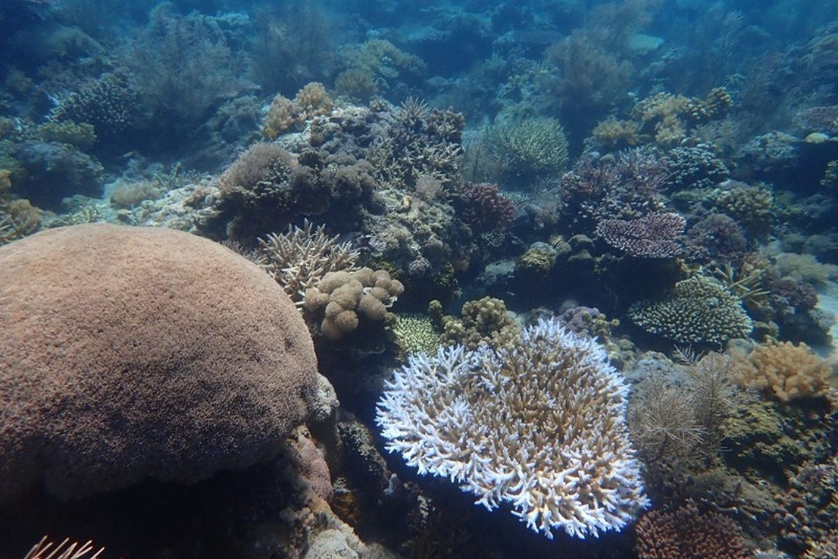 Petualangan Eksplorasi Pulau Panjang Sumbawa: Panduan Lengkap dari Lombok