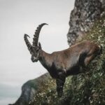 Rahasia Kebijaksanaan: 3 Zodiak Terpintar, Termasuk Capricorn