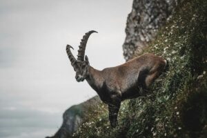 Rahasia Kebijaksanaan: 3 Zodiak Terpintar, Termasuk Capricorn