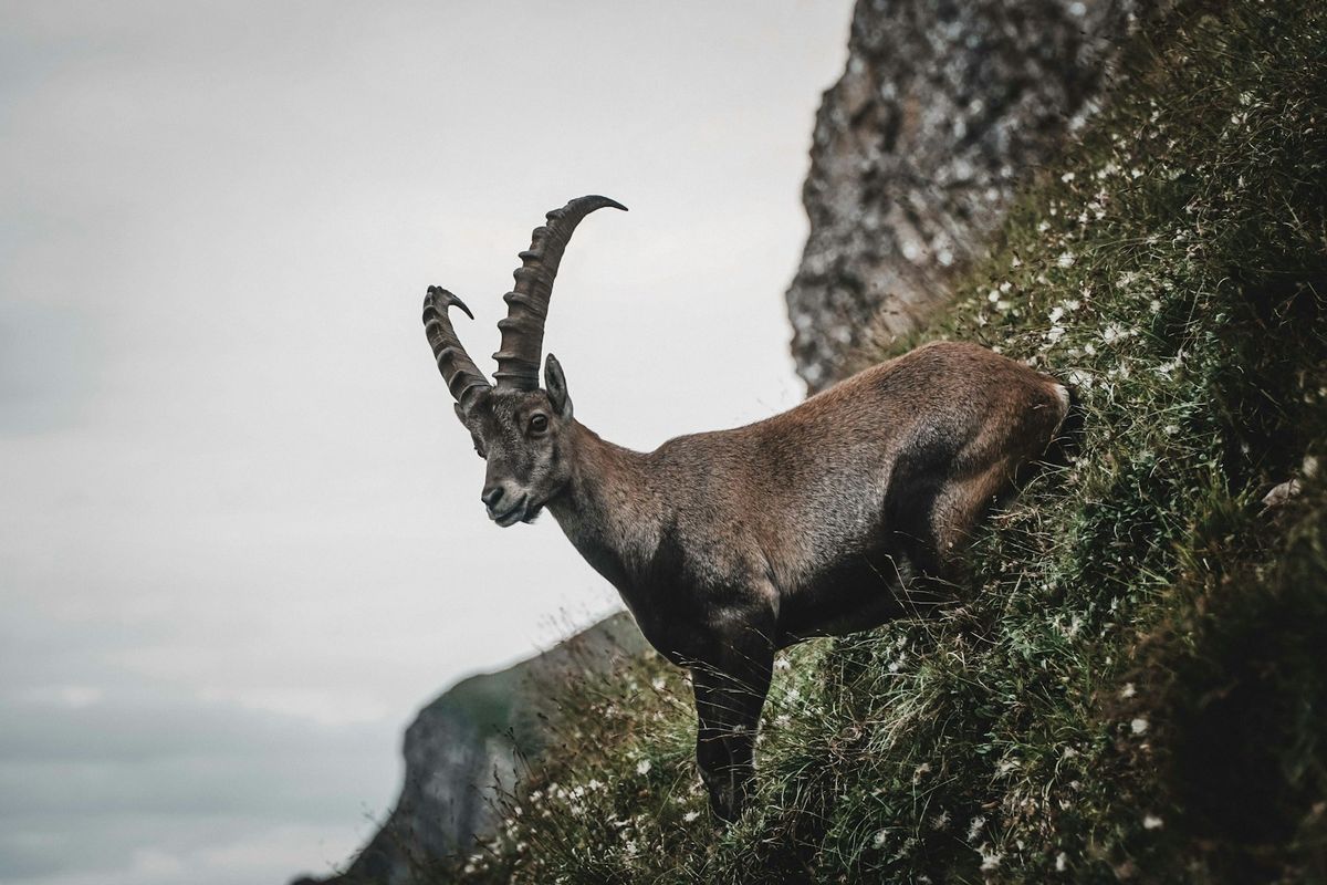 Rahasia Kebijaksanaan: 3 Zodiak Terpintar, Termasuk Capricorn