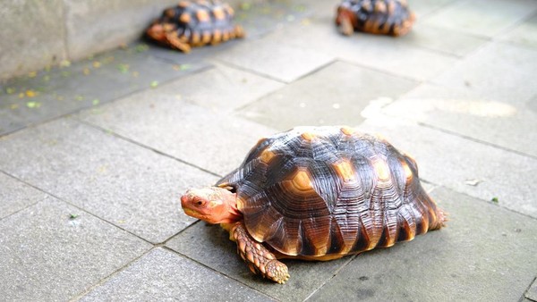 Rahasia Sukses Bisnis Kura-Kura Darat: Untung Melimpah, Modal Minim