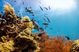 Raja Ampat Terancam? Nikel & Harapan Gubernur Papua Barat