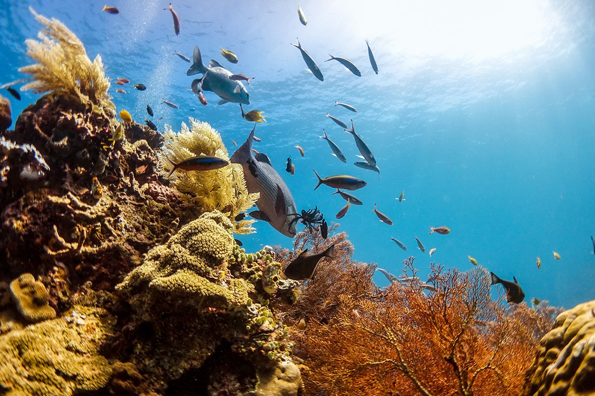 Raja Ampat Terancam? Nikel & Harapan Gubernur Papua Barat