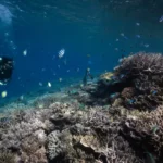 Raja Ampat Terancam: Penyelam Desak Jokowi Hentikan Tambang Nikel