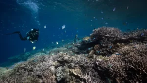 Raja Ampat Terancam: Penyelam Desak Jokowi Hentikan Tambang Nikel