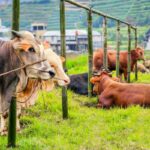 Sapi Bandung 800 Kg Amuk, Anak Patah Tulang! Tragedi Kurban Mengerikan