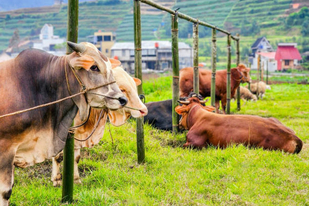 Sapi Bandung 800 Kg Amuk, Anak Patah Tulang! Tragedi Kurban Mengerikan