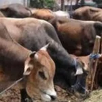 Sapi Kurban Amuk Cipayung: Tiga Luka, Detik-Detik Menegangkan
